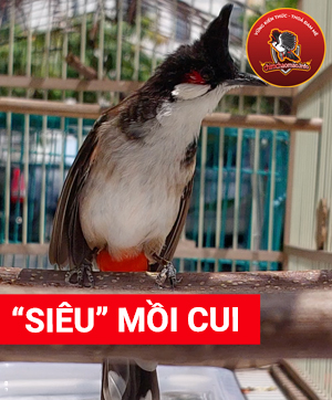 Tổ chim sinh sản chào mào, khướu,mi, ,cu gáy, hàng chống rỉ | Shopee Việt  Nam